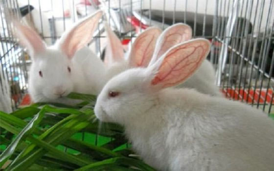 Một số điểm cần lưu ý trong chăn nuôi thỏ