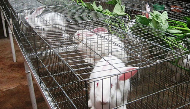 Một số điểm cần lưu ý trong chăn nuôi thỏ