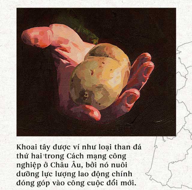 Lịch sử thú vị của khoai tây: “Quả táo quỷ” đem thịnh vượng đến cho những đế quốc