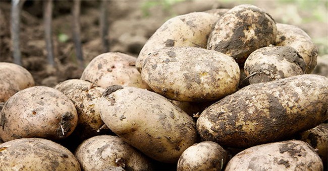 Lịch sử thú vị của khoai tây: “Quả táo quỷ” đem thịnh vượng đến cho những đế quốc