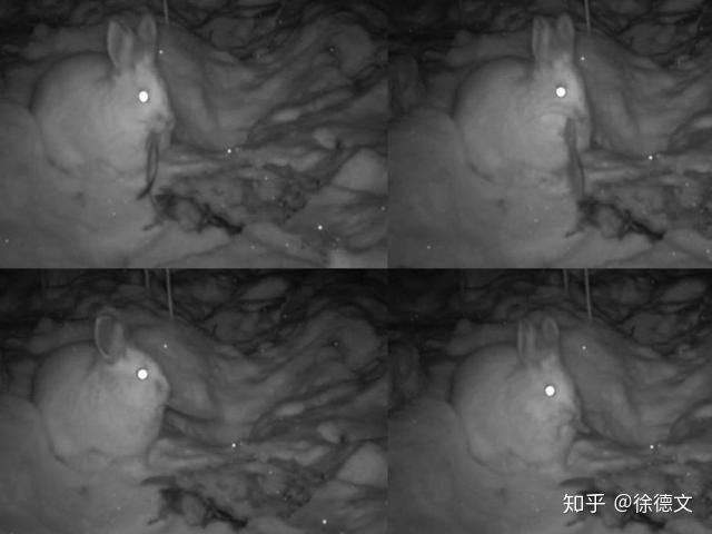 Trật tự tự nhiên sụp đổ? Camera hồng ngoại đã bí mật phát hiện ra rằng thỏ rừng đang ăn thịt