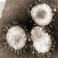 Lịch sử bí ẩn của họ virus corona: Từ cơn cảm lạnh thông thường đến những đại dịch toàn cầu