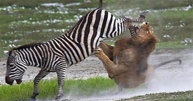 Con gì khỏe nhất hành tinh?