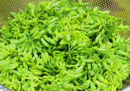 Kỹ thuật trồng và chăm sóc hoa thiên lý