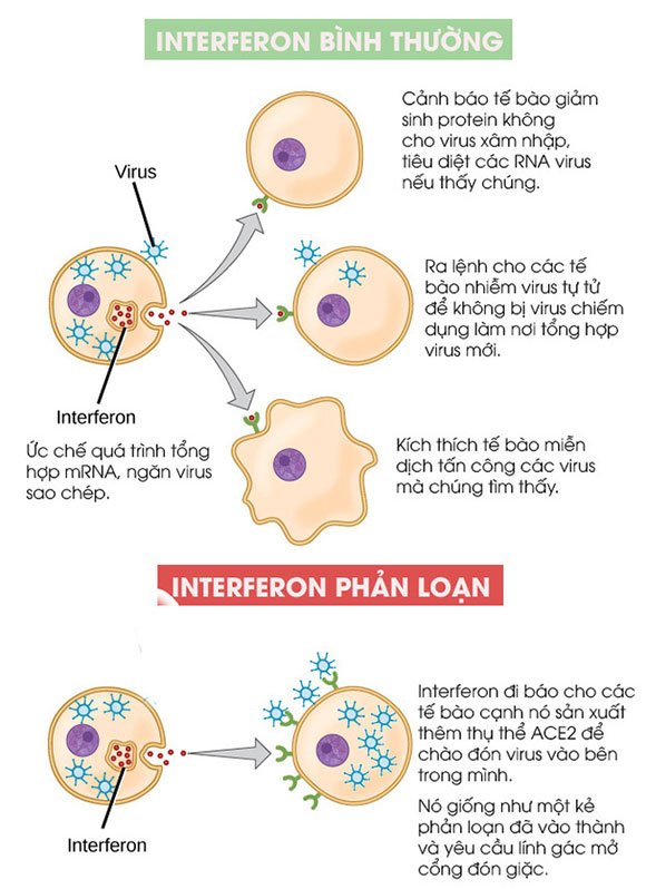 Tìm thấy một protein 