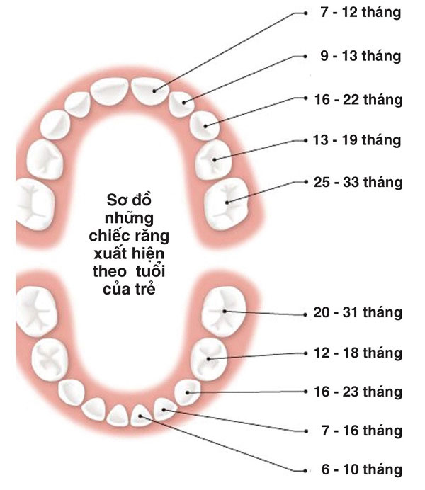 Minh họa trình tự và thời gian mọc răng của bé