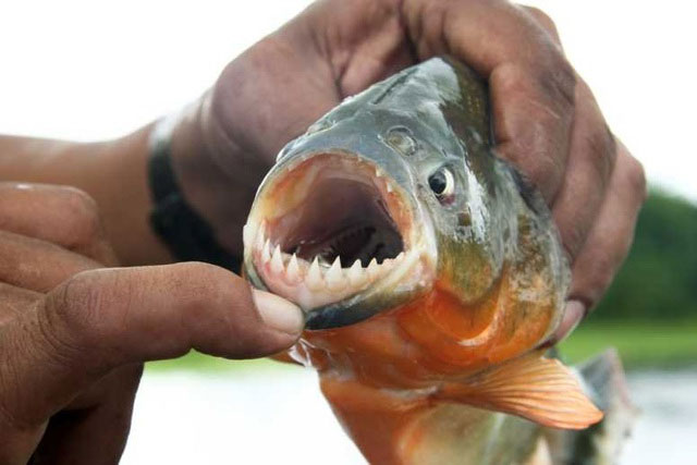 Cá piranha có thực sự nguy hiểm như những lời đồn?