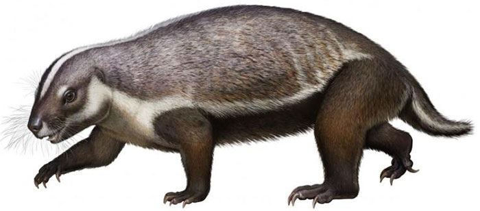Hình dạng kỳ dị của loài 