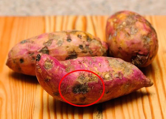 Những chất độc từ thức ăn thực vật
