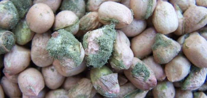 Những chất độc từ thức ăn thực vật