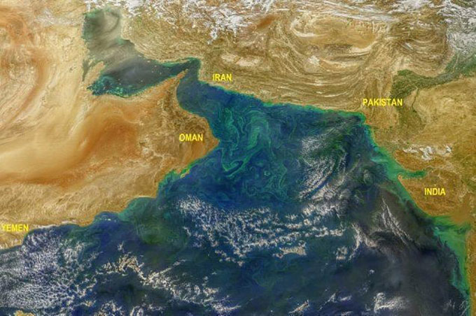 Tảo độc nở nộ trên biển Arab