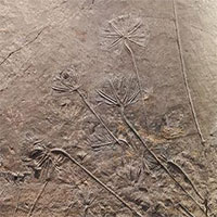 Hóa thạch 400 triệu năm tuổi được cho là chìa khóa tiến hóa của thực vật