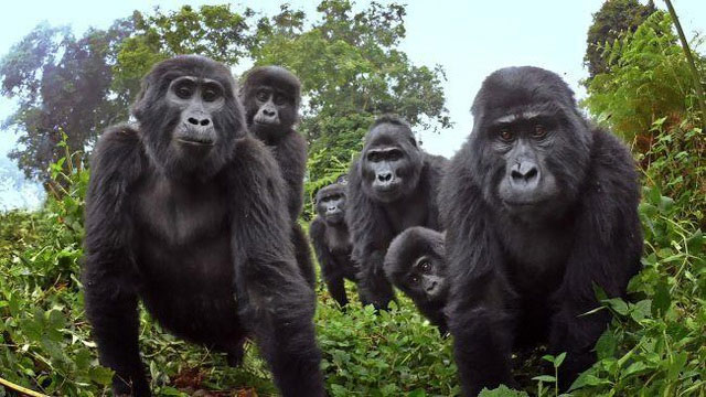 Quay cảnh khỉ đột: Hãy ngắm nhìn những cảnh tượng động vật hoang dã đặc biệt với sự xuất hiện của chú khỉ đột thông minh và nhanh nhẹn. Hình ảnh về cuộc sống và sự tự do của chúng sẽ giúp bạn hiểu thêm về thế giới động vật hoang dã. Hãy cùng thưởng thức quay phim khỉ đột để tìm hiểu thêm về vùng đất hoang sơ nơi chúng sống.