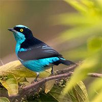 Lạ lùng những loài chim sặc sỡ ở đất Nam Mỹ