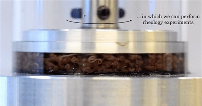 Tại sao các nhà khoa học lại chuốc rượu loài giun rồi bắt chúng quay tròn tròn như thế này?