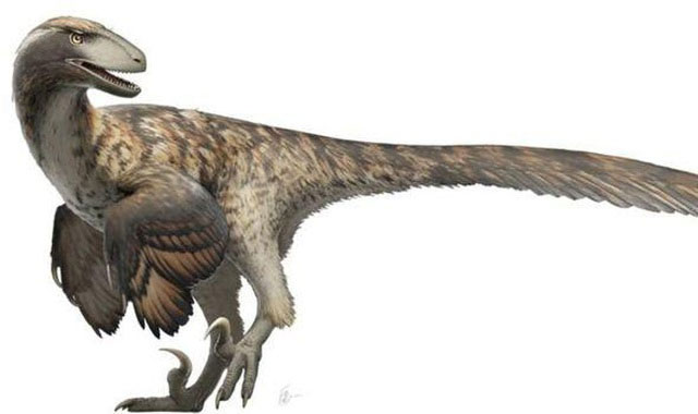 Bộ phim Công viên kỷ Jura đã sai: Khủng long Velociraptor không đi săn theo bầy