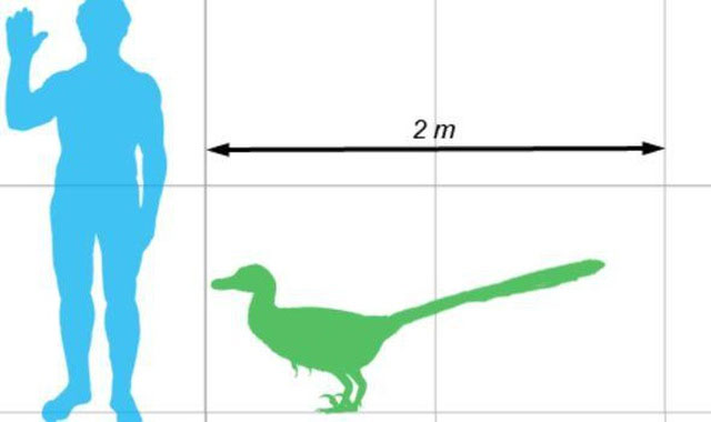 Bộ phim Công viên kỷ Jura đã sai: Khủng long Velociraptor không đi săn theo bầy