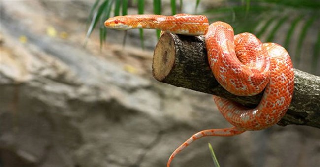 Vì sao rắn có thể trèo leo lên cây mà không bị trượt?
