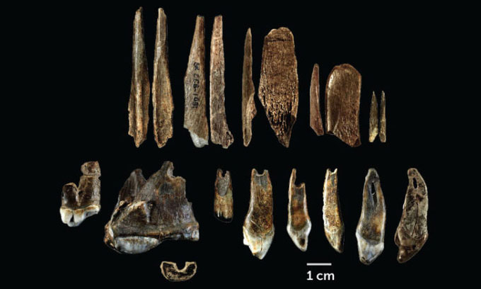 Công cụ làm từ xương động vật và dây chuyền làm từ răng gấu (hàng dưới).
