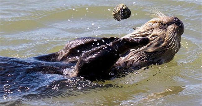 Vì sao rái cá có thể tung hứng đá điêu luyện như nghệ sĩ xiếc?