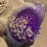 Phát hiện sinh vật biển sâu màu tím cực hiếm trôi dạt bờ biển Úc