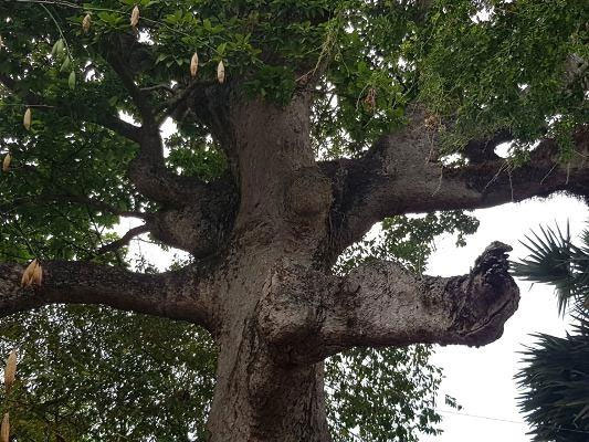Chuyện ly kỳ quanh cây dầu rái trên 300 năm tuổi