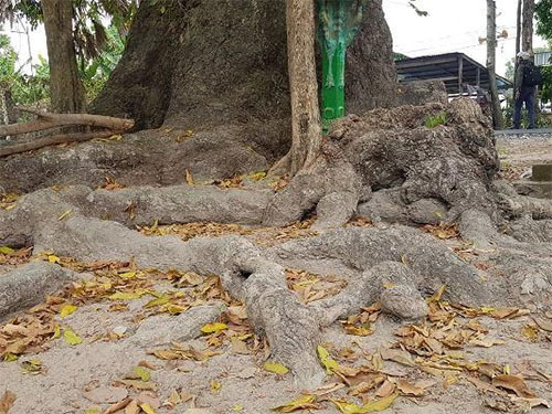 Chuyện ly kỳ quanh cây dầu rái trên 300 năm tuổi