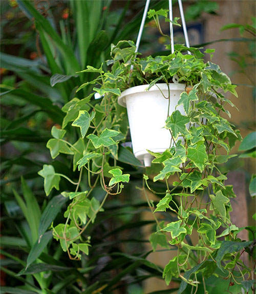 Cách trồng và ý nghĩa phong thuỷ của cây thường xuân