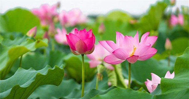 Tại sao hoa sen trở thành biểu tượng của nhà Phật?