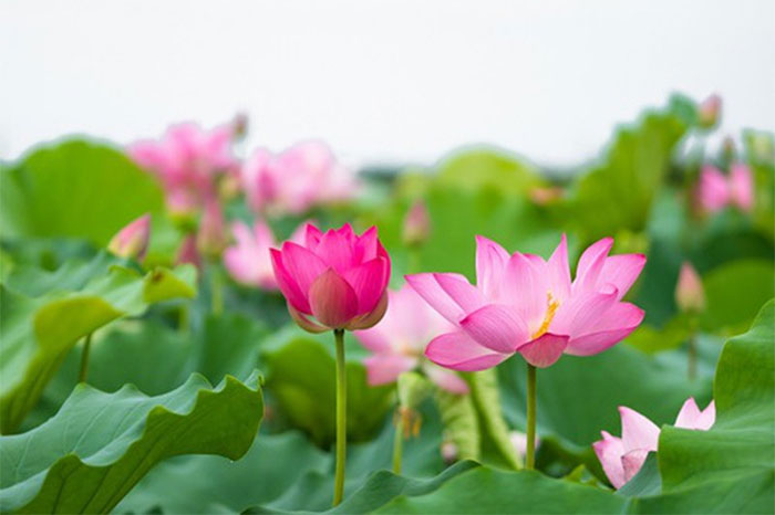 Hoa sen là biểu tượng cho Phật tính và giác ngộ.