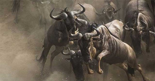 Những điều kỳ lạ và thú vị khiến du khách kinh ngạc về châu Phi