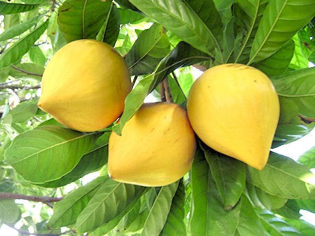 Tác dụng tuyệt vời của quả trứng gà đối với sức khỏe