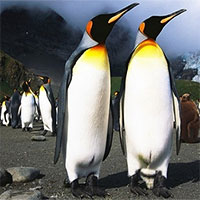 Nhà khoa học "say" vì khí cười trong phân chim cánh cụt