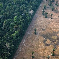 Rừng Amazon có thể trở thành nguồn lây virus corona tiếp theo