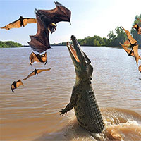 Cá sấu phi thân ngoạn mục bắt sống dơi treo ngược cành cây