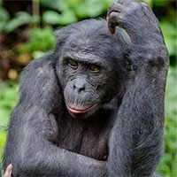 Tại sao con người lại không có bộ lông như tinh tinh hay khỉ đột?