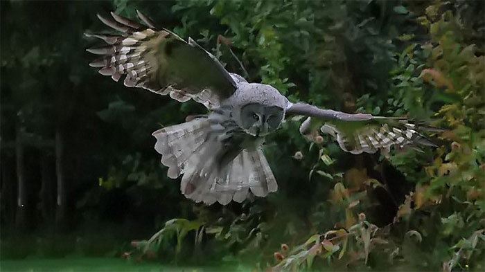 Hầu hết các chuyên gia tin rằng "huyền điểu" được người xưa nói đến là "hào" (vọ) – cách gọi cổ xưa của cú.
