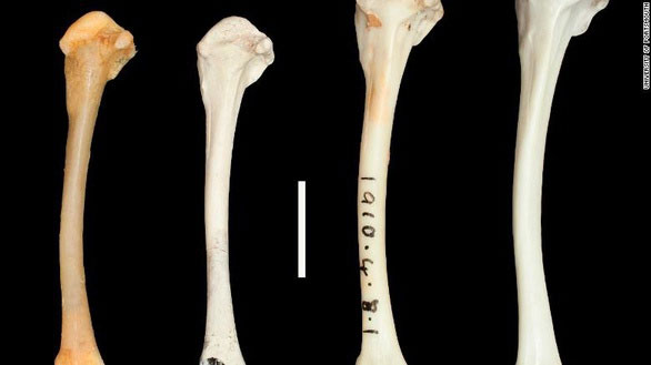 Một loài chim tuyệt chủng cổ xưa hồi sinh từ cõi chết