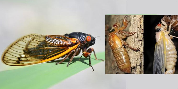 Hàng triệu con ve sầu sắp trỗi dậy sau 17 năm dưới lòng đất