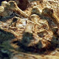 Bí ẩn sinh vật 2 triệu tuổi mang "bàn tay của con người"