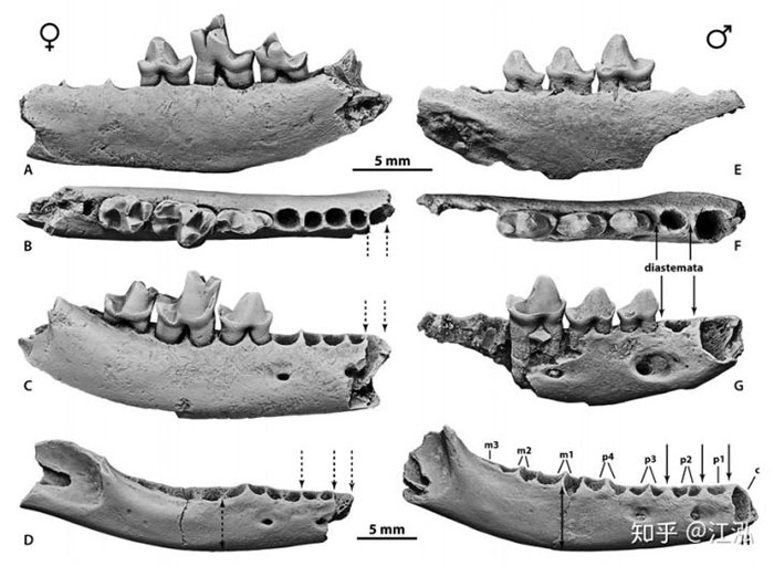 Hóa thạch răng của loài mèo cỡ nhỏ