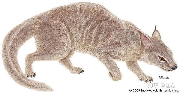 Hình ảnh phục hồi của loài mèo tiền sử - Miacis Latour.