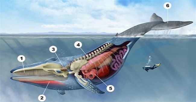 Tại sao xương vây của cá voi có năm ngón trông giống bàn tay con người?