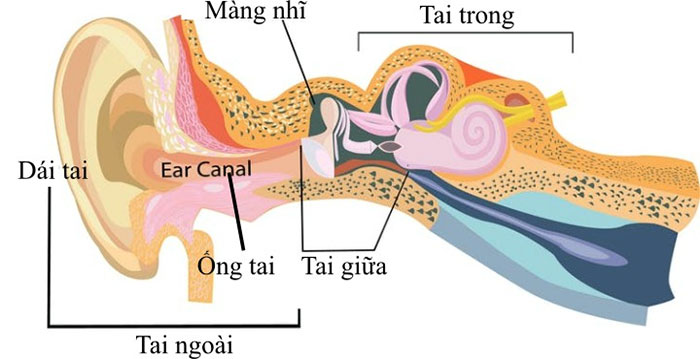 Tại sao đọc sách ở ghế sau xe hơi khiến bạn dễ say xe?