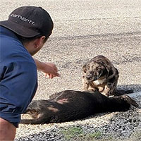 Chó canh xác đồng loại bị đâm chết do tai nạn