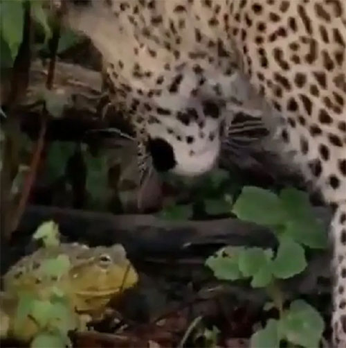 Con báo nhiều lần dùng chân đá con ếch trước mặt nó.