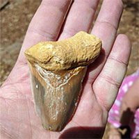 Bất ngờ phát hiện răng hóa thạch Megalodon dài 8cm khi dắt chó đi dạo