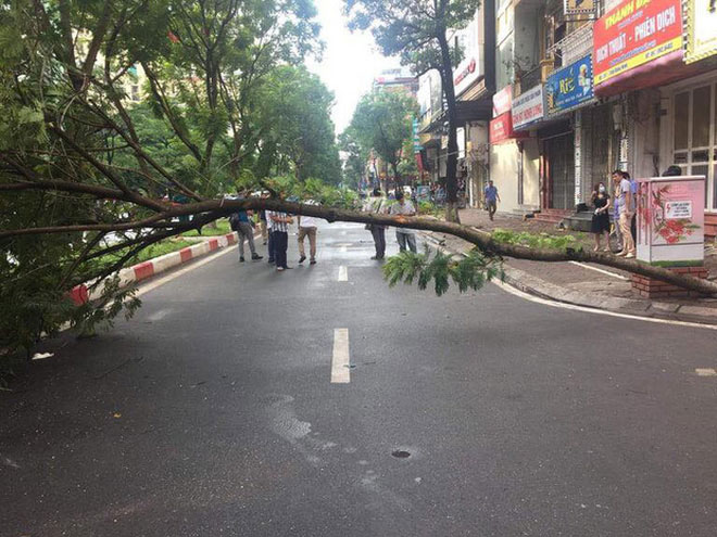 Tại sao cây phượng lại dễ gãy, đổ và không nên trồng ở nơi tập trung đông người?