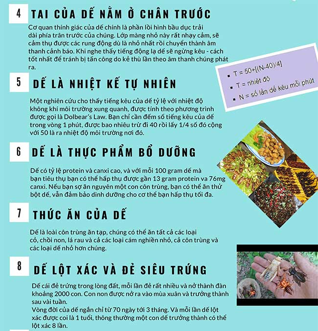 9 khám phá mới về loài dế có thể bạn chưa biết