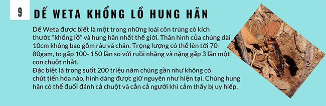 9 khám phá mới về loài dế có thể bạn chưa biết